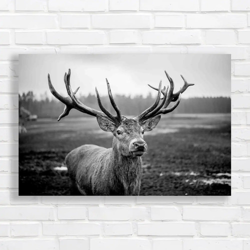 Stag deer wildlife majestic - wildlife,