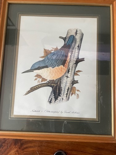 Framed print nuthatch - framed,