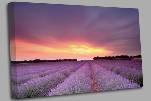 Sunset purple lavender field