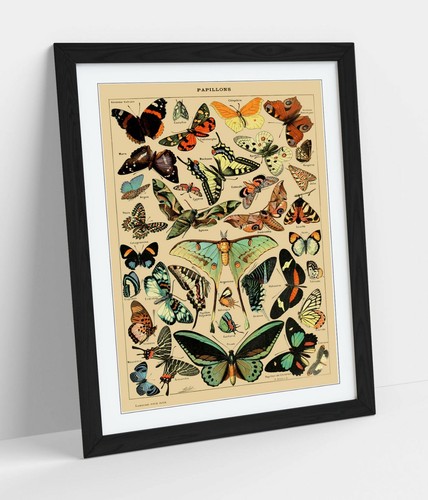 Vintage butterflies art - vintage,