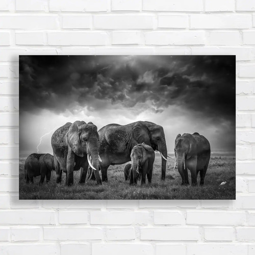 Majestic elephant herd - elephant,