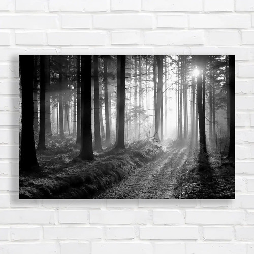 Misty dusk forest captivating - misty,