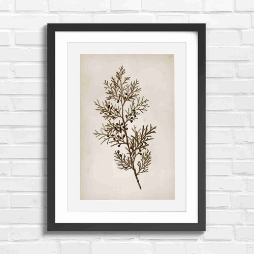 Botanical cypress branch with - botanical,